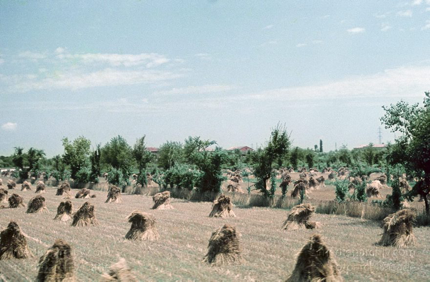 1959. Italien. Lombardei. Heuballen auf einem Feld bei Mailand
1959. Italien. Lombardei. Heuballen auf einem Feld bei Mailand.  Heu  Italy. Lombardy. Milan. Italia. Lombardia. Milan
Schlüsselwörter: 1959;Felder;Heu;Italia;Italien;Italy;Lombardei;Lombardy