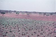Italy-Bari-04.jpg