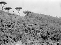 Italy-Miseno-1955-01-18.jpg