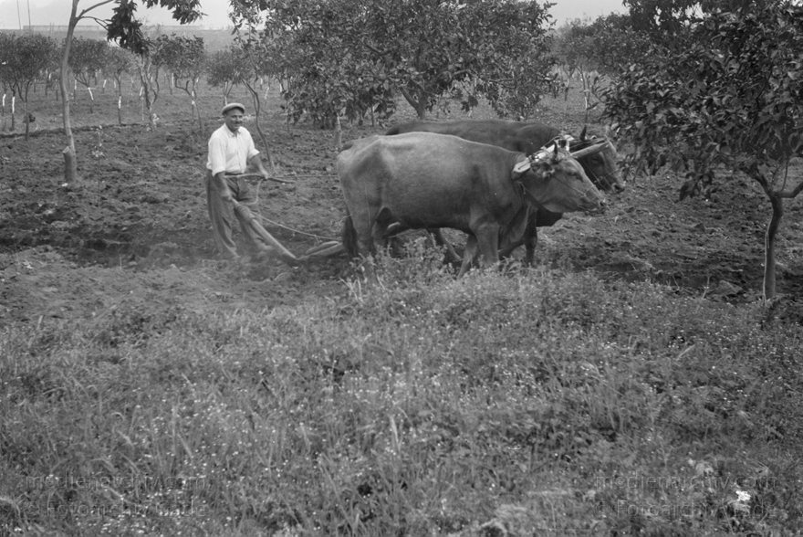 um 1950. Italien. Sizilien. Bauer mit Ochsengespann
um 1950. Italien. Sizilien. Landwirtschaft. Bauer mit Ochsengespann am Pflug. Feldarbeit
Schlüsselwörter: 1950;1950er;Bauer;Gespann;Italia;Italien;Italy;Landwirtschaft;Messina;Ochsen;Pflug;Pflügen;Sicilia;Sicily;Sizilien