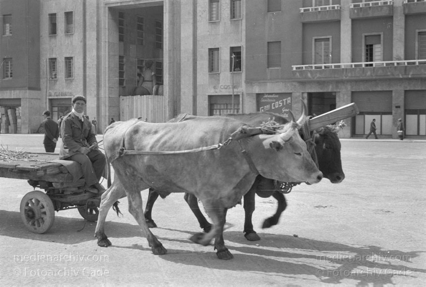 um 1950. Italien. Sizilien. Mann auf Karren mit einem Ochsengespann.
um 1950. Italien. Sizilien. Mann auf Karren mit einem Ochsengespann.
Schlüsselwörter: 1950;1950er;Italia;Italien;Italy;Karren;Messina;Ochsengespann;Sicilia;Sicily;Sizilien