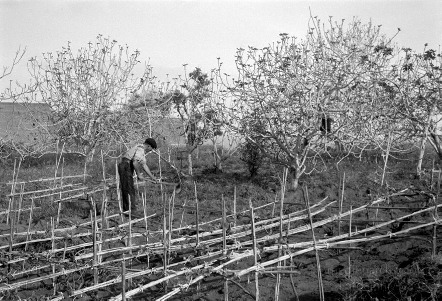 1950er. Italien. Italienische Insel Stromboli mit aktivem Vulkan
1950er. Italien. Liparische Inseln. Stromboli mit aktivem Vulkan. Italy. Aeolian Islands. Italia. Isola di Stromboli
Schlüsselwörter: 1950;Aeolian Islands;Insel;Isola di Stromboli;Italia;Italien;Italy;Stromboli;Vulkaninsel