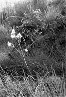 Dateiname=Italy-Stromboli-1950er-05-13.jpg
Dateigröße=228KB
Abmessungen: 599x880
hinzugefügt am: 05. Januar 2016 Italy-Stromboli-1950er-05-13.jpg