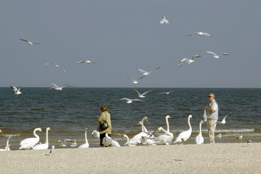 Polen. Wolin. Swinemünde. Am Strand werden Schwäne gefüttert.
22. 9. 2005. Polen. Insel Wolin. Ostseebad Swinemünde -  Swinoujscie. Am Strand werden Schwäne gefüttert. Ostsee. Meer. Vogel. Vögel. Tiere. Fauna
Schlüsselwörter: 2005;Meer;Ostsee;Ostseebad;Polen;Schwan;Schwäne;Strand;Swinemünde;Swinoujscie;Vogel;Vögel;Wolin