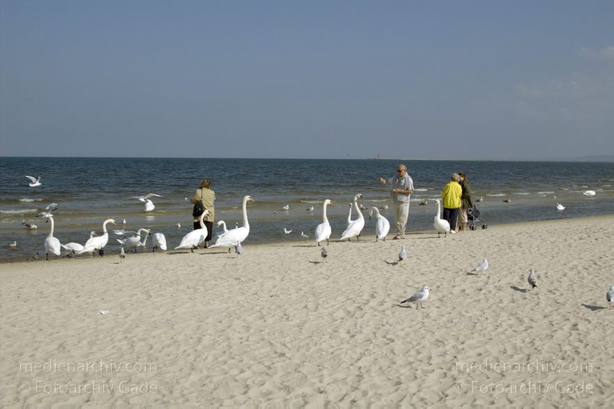 Polen. Wolin. Swinemünde. Am Strand werden Schwäne gefüttert.
22. 9. 2005. Polen. Insel Wolin. Ostseebad Swinemünde -  Swinoujscie. Am Strand werden Schwäne gefüttert. Ostsee. Meer. Vogel. Vögel. Tiere. Fauna
Schlüsselwörter: 2005;Meer;Ostsee;Ostseebad;Polen;Schwan;Schwäne;Strand;Swinemünde;Swinoujscie;Vogel;Vögel;Wolin