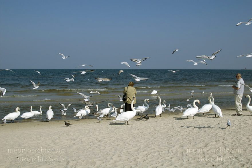 Polen. Wolin. Swinemünde. Am Strand werden Schwäne gefüttert.
22. 9. 2005. Polen. Insel Wolin. Ostseebad Swinemünde -  Swinoujscie. Am Strand werden Schwäne gefüttert. Ostsee. Meer. Vogel. Vögel. Tiere. Fauna
Schlüsselwörter: 2005;Meer;Ostsee;Ostseebad;Polen;Schwan;Schwäne;Strand;Swinemünde;Swinoujscie;Vogel;Vögel;Wolin