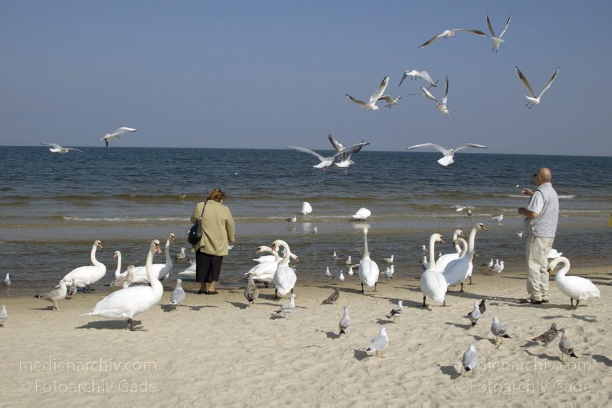 Polen. Wolin. Swinemünde. Am Strand werden Schwäne gefüttert.
22. 9. 2005. Polen. Insel Wolin. Ostseebad Swinemünde -  Swinoujscie. Am Strand werden Schwäne gefüttert. Ostsee. Meer. Vogel. Vögel. Tiere. Fauna
Schlüsselwörter: 2005;Meer;Ostsee;Ostseebad;Polen;Schwan;Schwäne;Strand;Swinemünde;Swinoujscie;Vogel;Vögel;Wolin