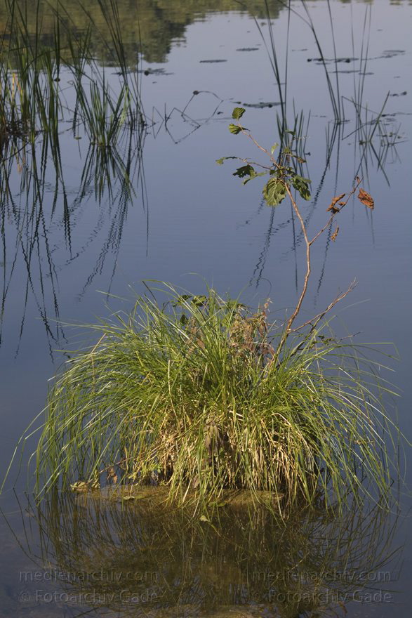 Polen. Insel Wollin. Warrnowo. Uferzone
25. 9. 2005. Polen. Insel Wollin. Wolin. Uferbereich am Teich in Warnowo.
Schlüsselwörter: 2005;Polen;Teich;Ufer;Warnowo;Wolin