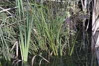 Dateiname=Polen-Wolin-20050923-183.jpg
Dateigröße=346KB
Abmessungen: 880x587
hinzugefügt am: 05. Januar 2016 Polen-Wolin-20050923-183.jpg