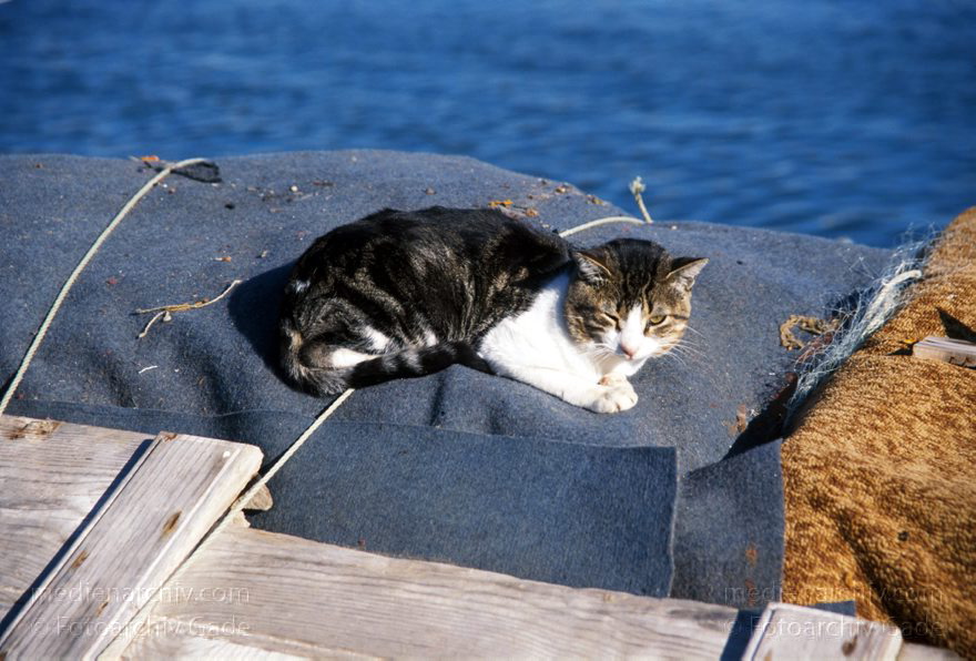 Portugal. Tavira
November 2000. Portugal. Tavira. Boote am Ufer des Flusses Gilhão. Katze
Schlüsselwörter: 2000;Fluss;Gilao;Portugal;Tavira