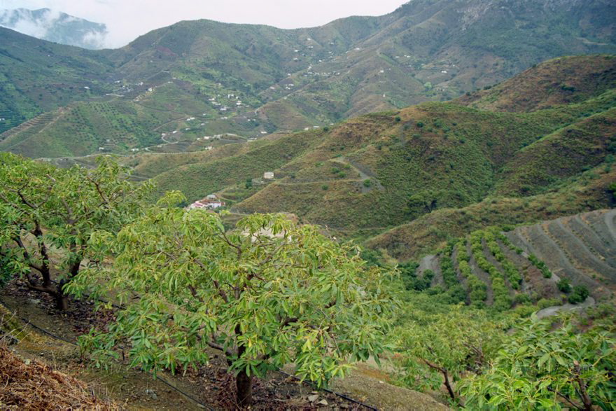 Spanien. Andalusien. Bergige Landschaft
Februar 2002. Spanien. Andalusien. Bergige Landschaft
Schlüsselwörter: Almunecar;Andalusien;Costa del Sol;Spain;2002;Spanien
