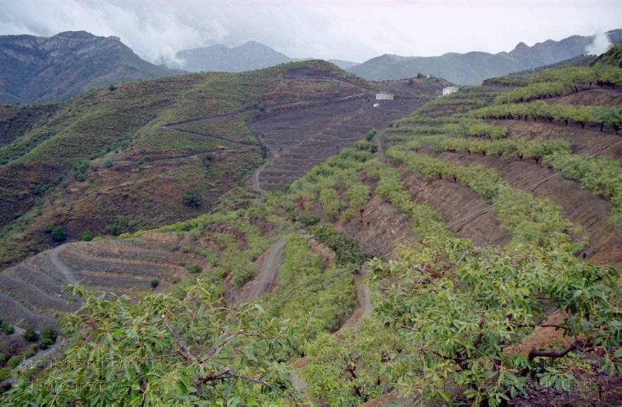 Spanien. Andalusien. Bergige Landschaft
Februar 2002. Spanien. Andalusien. Bergige Landschaft
Schlüsselwörter: Almunecar;Andalusien;Costa del Sol;Spain;2002;Spanien