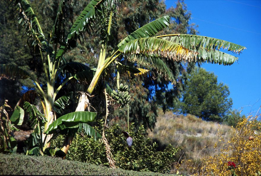 Spanien. Andalusien. Almunecar. Bananenbaum
November 2000. Spanien. Andalusien. Costa del Sol. Almunecar. Bananenbaum
Schlüsselwörter: Almunecar;Andalusien;Costa del Sol;Spain;Spanien;Banane;Flora;2000;Baum