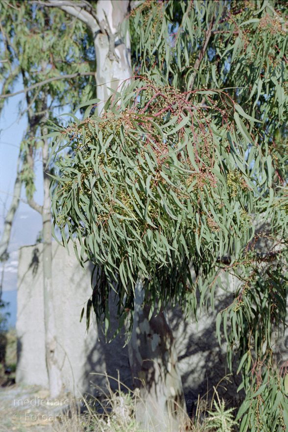 Spanien. Andalusien. Almunecar. Eukalyptusbaum
Februar 2002. Spanien. Andalusien. Costa del Sol. Almunecar. Flora. Pflanzen. Baum. Bäume. Eukalyptusbaum
Schlüsselwörter: Almunecar;Andalusien;Costa del Sol;Eukalyktusbaum;Flora;Pflanzen;Spain;2002;Spanien