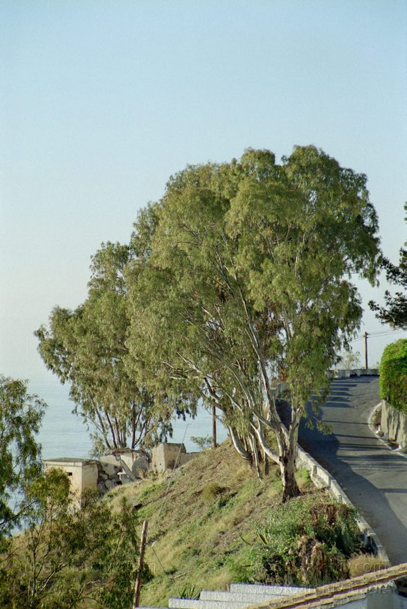 Spanien. Andalusien. Almunecar. Eukalyptusbaum
Februar 2002. Spanien. Andalusien. Costa del Sol. Almunecar. Eukalyptusbaum. Flora. Baum
Schlüsselwörter: Almunecar;Andalusien;Costa del Sol;Eukalyptusbaum;Spain;Spanien;Flora;2002;Baum