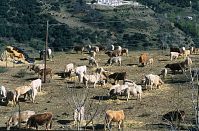 Spanien-Andalusien-Alpujarras-199703-028.jpg