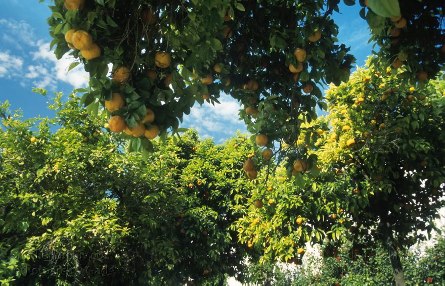Spanien. Andalusien. Cordoba
März 1997. Spanien. Andalusien. Cordoba. Im Garten des Alcázar. Orangenbaeume.
Schlüsselwörter: Alcázar;Andalusien;Cordoba;Orange;Orangenbaum;Spain;1997;Spanien