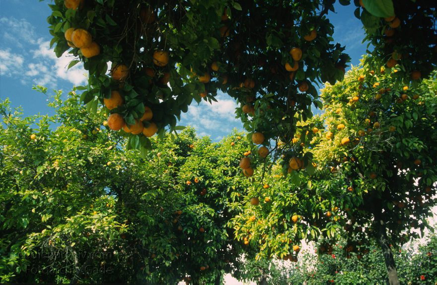 Spanien. Andalusien. Cordoba
März 1997. Spanien. Andalusien. Cordoba. - Spain. Andalusia. Córdoba  - España. Andalucía.
Schlüsselwörter: Andalucía;Andalusia;Andalusien;Cordoba;Córdoba;España;Spain;1997;Spanien