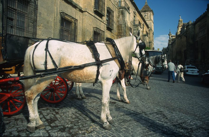 Spanien. Andalusien. Cordoba
März 1997. Spanien. Andalusien. Cordoba. - Spain. Andalusia. Córdoba  - España. Andalucía. Pferdekutschen für Touristen.
Schlüsselwörter: Andalucía;Andalusia;Andalusien;Cordoba;Córdoba;España;Pferdekutsche;Spain;1997;Spanien