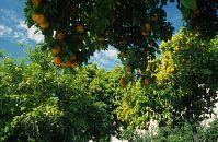 Spanien-Andalusien-Cordoba-199703-342.jpg
