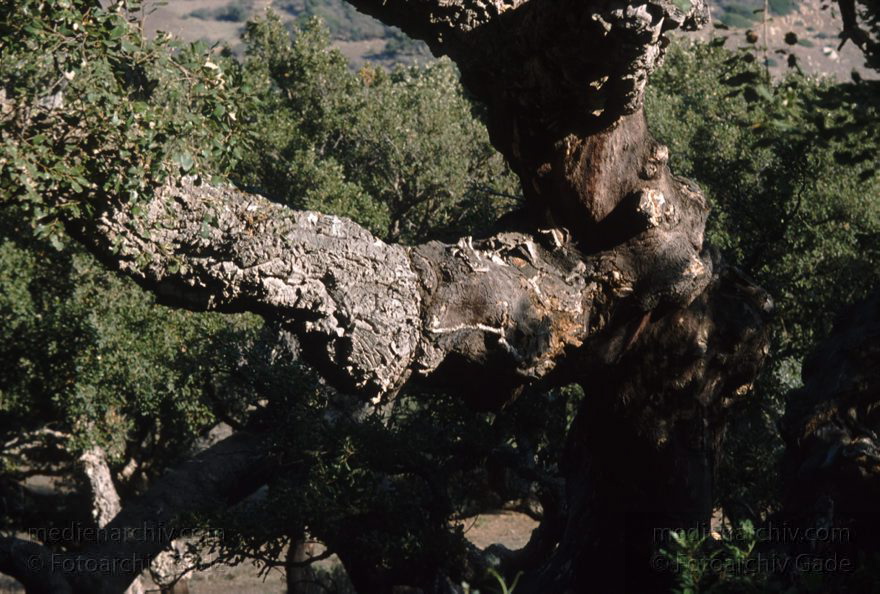 Spanien. Flora. Pflanzen. Korkeichen.
November 1993. Spanien. Andalusien. Flora. Pflanzen. Korkeichen (Quercus suber)
Schlüsselwörter: Andalusien;Baum;Bäume;Flora;Korkeichen;Pflanzen;Quercus suber;Spain;1993;Spanien