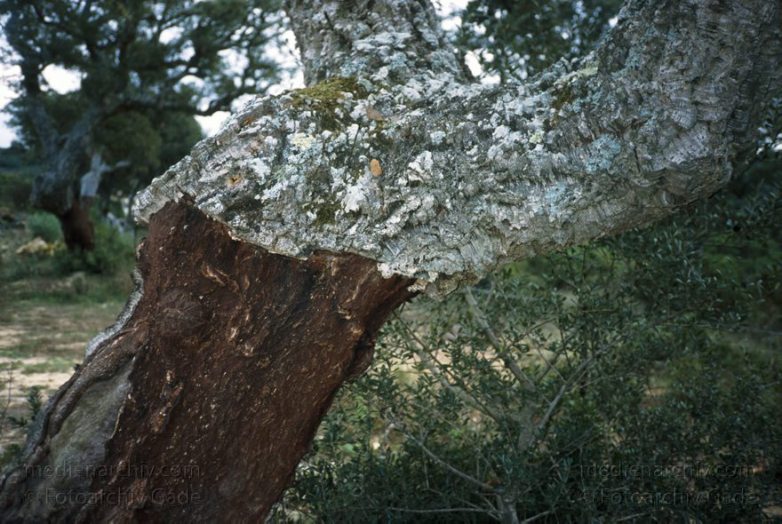 Spanien. Korkeichen
November 1993. Spanien. Andalusien. Flora. Pflanzen. Baum. Korkeichen (Quercus suber)
Schlüsselwörter: Andalusien;Baum;Bäume;Flora;Korkeichen;Pflanzen;Quercus suber;Spain;1993;Spanien