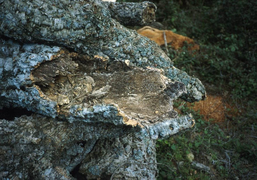 Spanien. Korkeichen
November 1993. Spanien. Andalusien. Flora. Pflanzen. Baum. Korkeichen (Quercus suber)
Schlüsselwörter: Andalusien;Baum;Bäume;Flora;Korkeichen;Pflanzen;Quercus suber;Spain;1993;Spanien