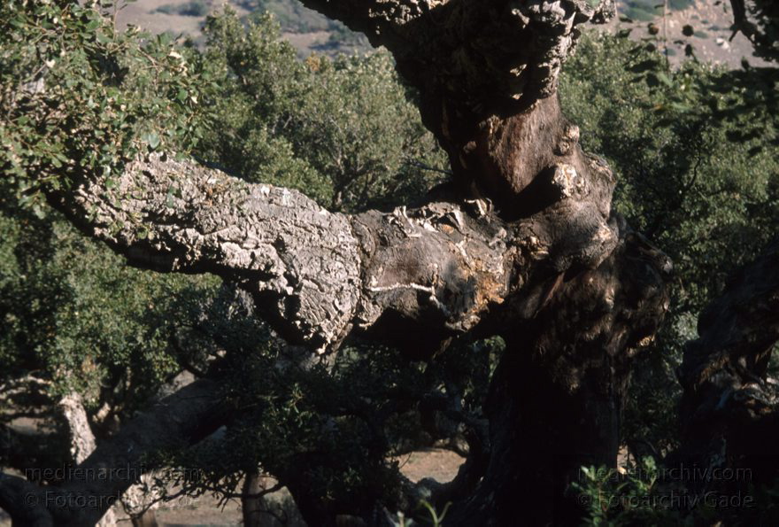 Spanien. Korkeichen
November 1993. Spanien. Andalusien. Flora. Pflanzen. Baum. Korkeichen (Quercus suber)
Schlüsselwörter: Andalusien;Baum;Bäume;Flora;Korkeichen;Pflanzen;Quercus suber;Spain;1993;Spanien