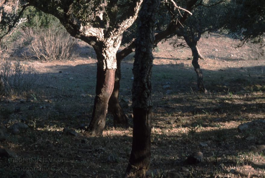 Spanien. Korkeichen
November 1993. Spanien. Andalusien. Flora. Pflanzen. Baum. Korkeichen (Quercus suber)
Schlüsselwörter: Andalusien;Baum;Bäume;Flora;Korkeichen;Pflanzen;Quercus suber;Spain;1993;Spanien