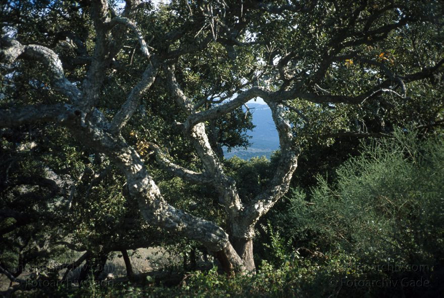 Spanien. Korkeichen
November 1993. Spanien. Andalusien. Flora. Pflanzen. Baum. Korkeichen (Quercus suber)
Schlüsselwörter: Andalusien;Baum;Bäume;Flora;Korkeichen;Pflanzen;Quercus suber;Spain;1993;Spanien