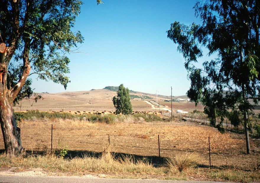 Spanien. Andalusien. Rinderfarm
November 1998. Spanien. Andalusien. Rinderfarm bei Jerez
Schlüsselwörter: Andalusien;Landwirtschaft;Rind;Spain;Spanien;Stier;1998;Viehzucht