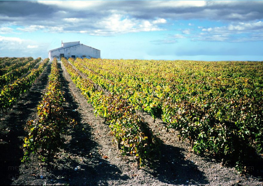 Spanien. Andalusien. Weinanbau. Bodega
November 1998. Spanien. Andalusien. Weinanbau bei Jerez zur Sherryproduktion. Bodega. Winzerei
Schlüsselwörter: Andalusien;Bodega;Spain;Spanien;Weinanbau;Weinberg;Weinrebe;1998;Winzerei