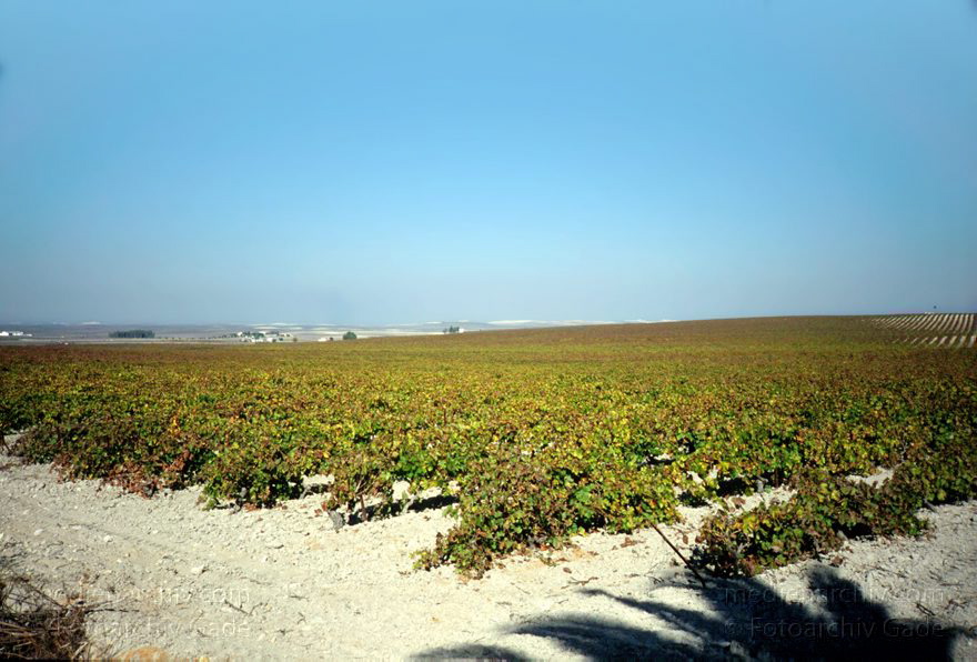 Spanien. Andalusien. Weinanbau bei Jerez. Weintrauben
November 1998. Spanien. Andalusien. Weinanbau bei Jerez. Weintrauben
Schlüsselwörter: Andalusien;Jerez;Spain;Spanien;Weinanbau;1998;Weinreben