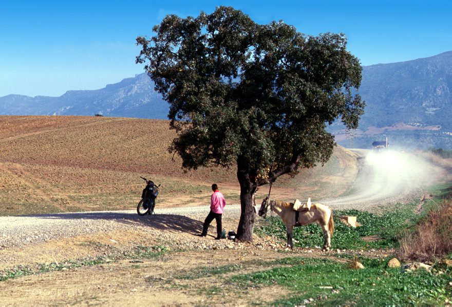 Spanien. Andalusien
November 1998. Spanien. Andalusien. Ländliche Szene. Junger Mann im Schatten eines Baumes. Mopes, Pferd
Schlüsselwörter: Andalusien;Baum;Pferd;Spain;1998;Spanien