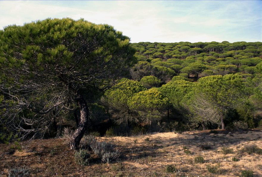 Spanien. Andalusien. Pinienwald
November 2000. Spanien. Andalusien. Pinienwald bei Barbate de Franco (Atlantikkueste. Nab bei Zahara de los Atunes)
Schlüsselwörter: Andalusien;Baum;Flora;Pflanze;Pinie;Pinienwald;Spain;2000;Spanien