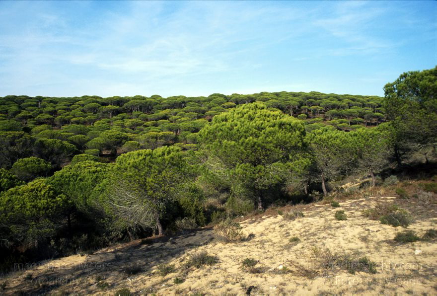 Spanien. Andalusien.
November 2000. Spanien. Andalusien. Pinienwald bei Barbate de Franco (Atlantikkueste. Nah bei Zahara de los Atunes)
Schlüsselwörter: Andalusien;Baum;Flora;Pflanze;Pinie;Pinienwald;Spain;Spanien;2000;Wald