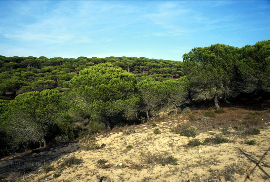 Spanien. Andalusien. Pinienwald
November 2000. Spanien. Andalusien. Pinienwald bei Barbate de Franco (Atlantikkueste. Nah bei Zahara de los Atunes)
Schlüsselwörter: Andalusien;Baum;Flora;Pflanze;Pinie;Pinienwald;Spain;2000;Spanien