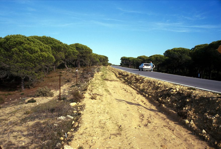 Spanien. Andalusien. Pinienwald
November 2000. Spanien. Andalusien. Pinienwald bei Barbate de Franco (Atlantikkueste. Nah bei Zahara de los Atunes)
Schlüsselwörter: Andalusien;Baum;Pinie;Pinienwald;Spain;2000;Spanien