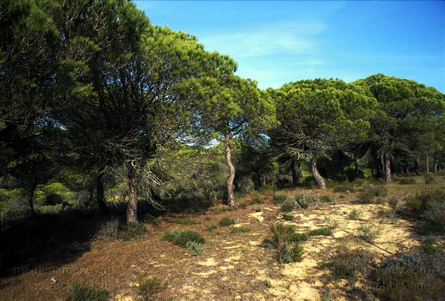 Spanien. Andalusien. Pinienwald
November 2000. Spanien. Andalusien. Pinienwald bei Barbate de Franco (Atlantikkueste. Nah bei Zahara de los Atunes)
Schlüsselwörter: Andalusien;Baum;Flora;Pflanze;Pinie;Pinienwald;Spain;2000;Spanien