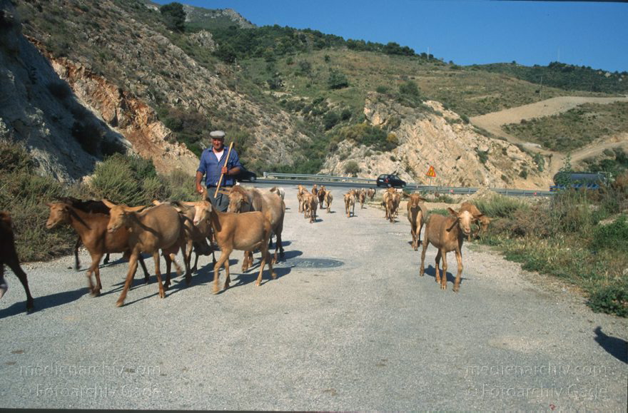 Spanien. Andalusien. Ziegenherde. Viehwirtschaft
März 1997. Spanien. Andalusien. Costa del Sol. Ziegenherde  - Spain. Andalusia. - España Andalucía
Schlüsselwörter: Andalucía;Andalusia;Andalusien;España;Spain;Spanien;Viehwirtschaft;Ziegen;1997;Ziegenherde