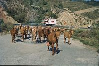 Spanien-Andalusien-Ziegenherde-199703-402.jpg