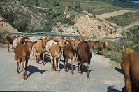 Spanien-Andalusien-Ziegenherde-199703-403.jpg
