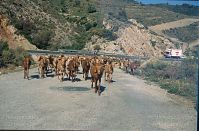 Spanien-Andalusien-Ziegenherde-199703-406.jpg