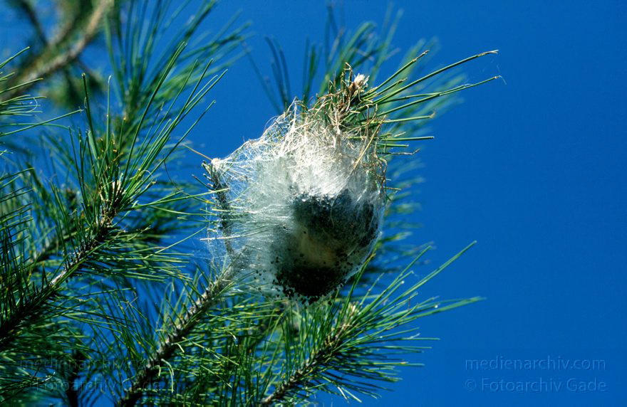 Spanien. Andalusien. Sierra Nevada. Gespinst. Spinnenkokon an einer Kiefer
1997. Spanien. Andalusien. Sierra Nevada. Fauna. Insekten. Tiere. Gespinst. Spinnenkokon mit Eiern an einer Kiefer.
Schlüsselwörter: Andalusien;Berge;Fauna;Gespinst;Insekten;Nest;Sierra Nevada;Spain;Spanien;Spinnen;1997;Tiere