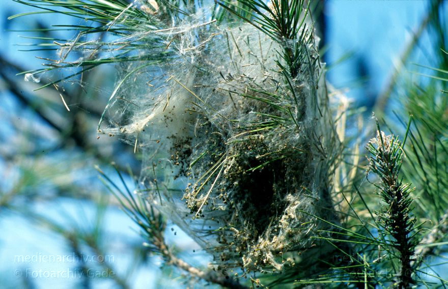 Spanien. Andalusien. Sierra Nevada. Gespinst. Spinnenkokon an einer Kiefer
1997. Spanien. Andalusien. Sierra Nevada. Fauna. Insekten. Tiere. Gespinst. Spinnenkokon mit Eiern an einer Kiefer.
Schlüsselwörter: Andalusien;Berge;Fauna;Gespinst;Insekten;Nest;Sierra Nevada;Spain;Spanien;Spinnen;1997;Tiere