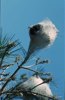 Spanien-Andalusien-Sierra-Nevada-199703-202.jpg