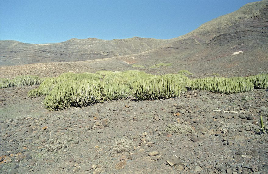 Fuerteventura. Kanarische Inseln. Spanien.
November 2001. Spanien. Kanarische Inseln. Fuerteventura. Spain. Canary Islands. Espana. Islas Canarias.
Schlüsselwörter: Canary Islands;Fuerteventura;Islas Canarias;Kanarische Inseln;2001;Spanien