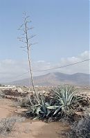 Spanien-Kanarische-Fuerteventura-200111-212.jpg