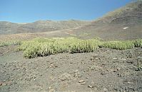 Spanien-Kanarische-Fuerteventura-200111-237.jpg