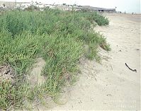 Spanien-Kanarische-Fuerteventura-200111-294.jpg